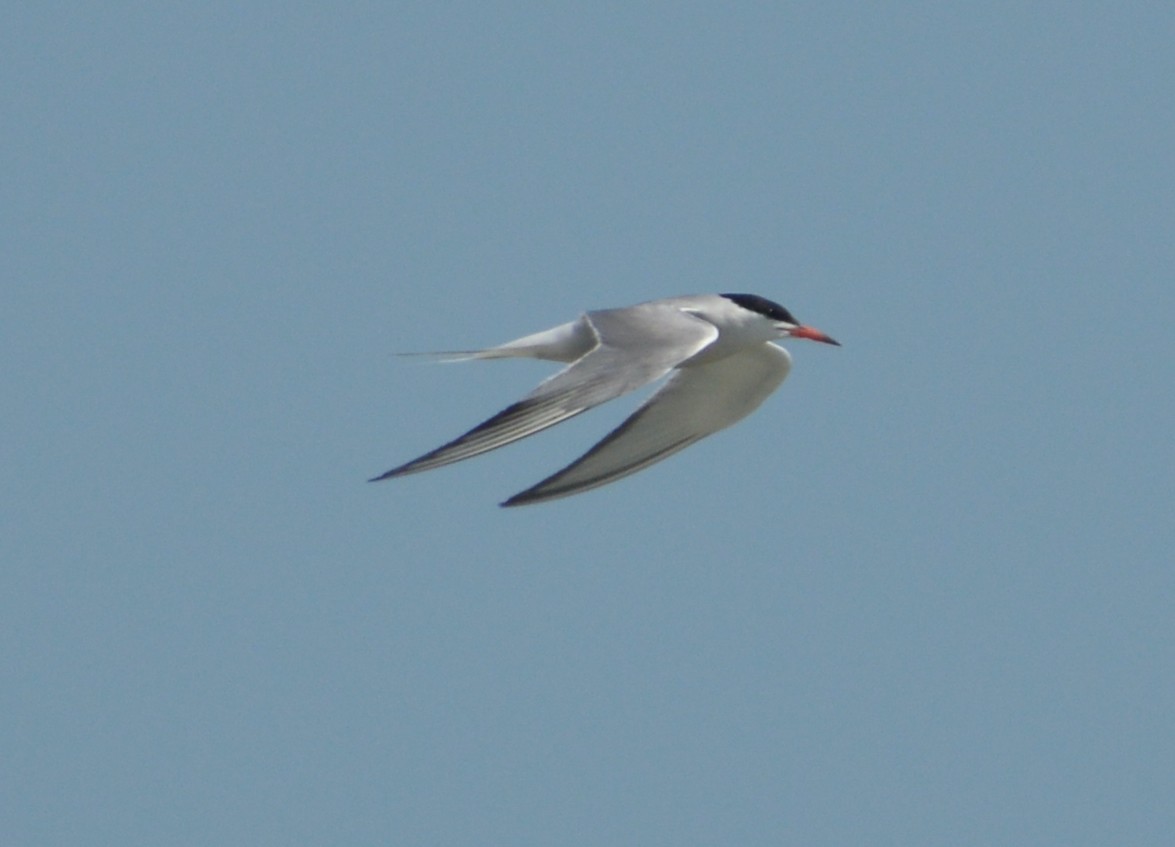 Common Tern - ML599284381