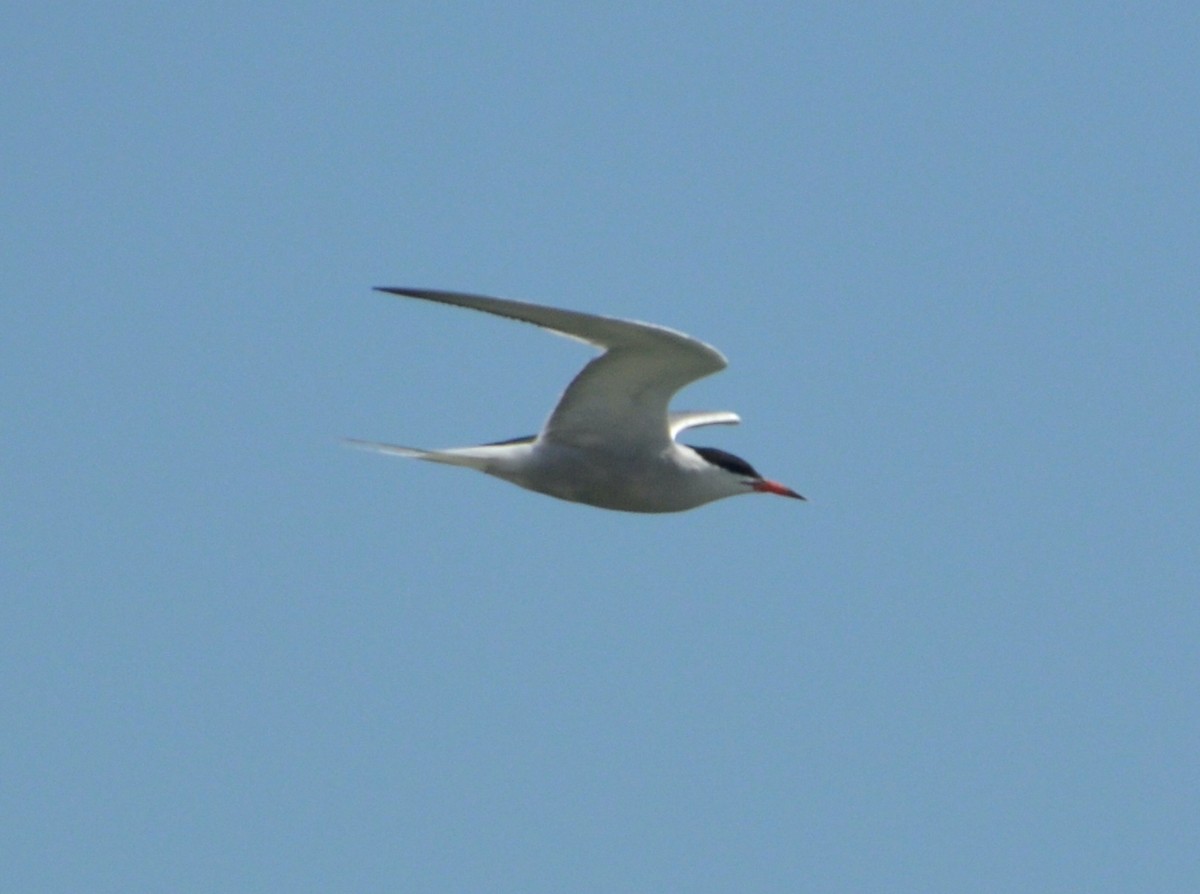 Common Tern - ML599284901