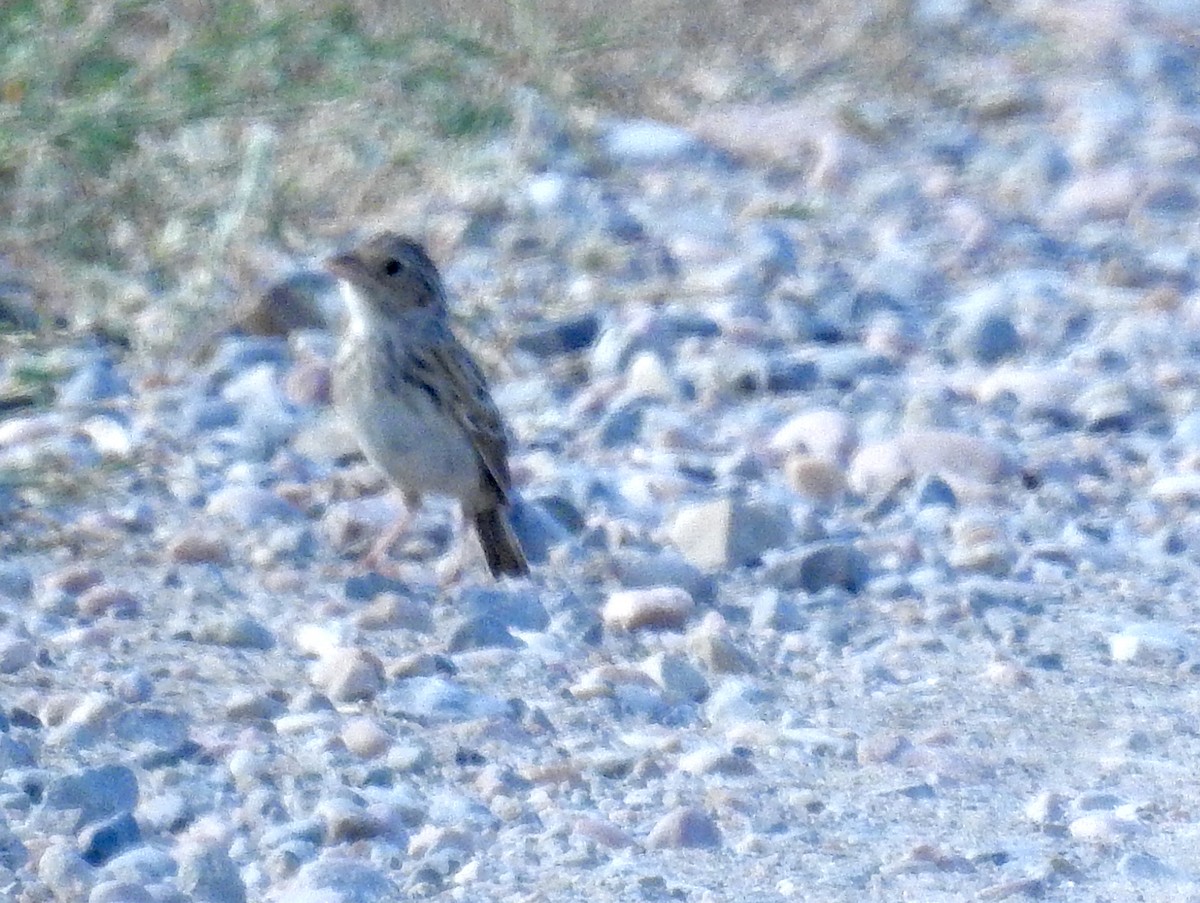 Grasshopper Sparrow - ML599285631