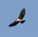 White-tailed Hawk - ML599288451