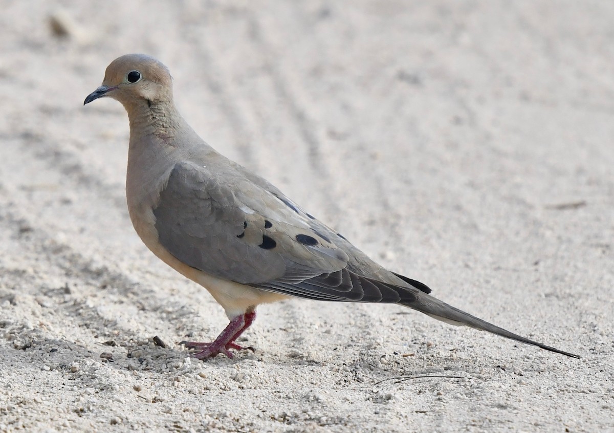 Mourning Dove - marcel finlay