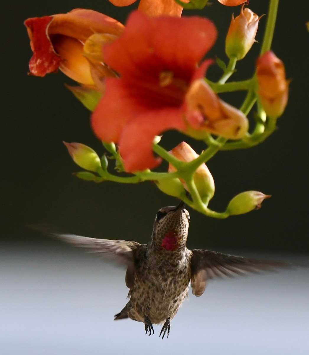 Anna's Hummingbird - marcel finlay