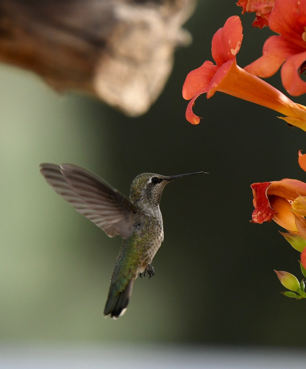 Anna's Hummingbird - ML59928971