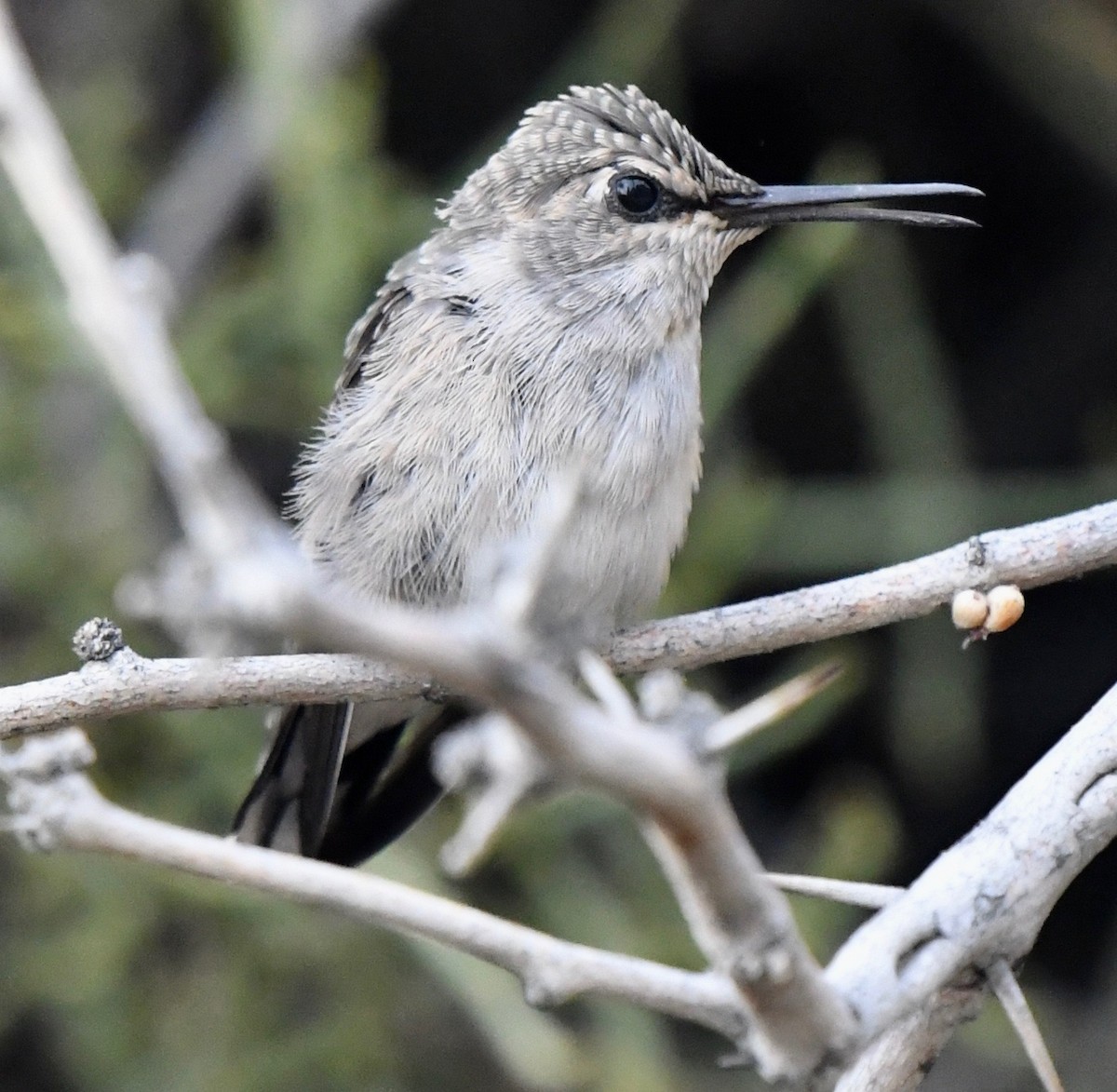 Costa's Hummingbird - ML59928991
