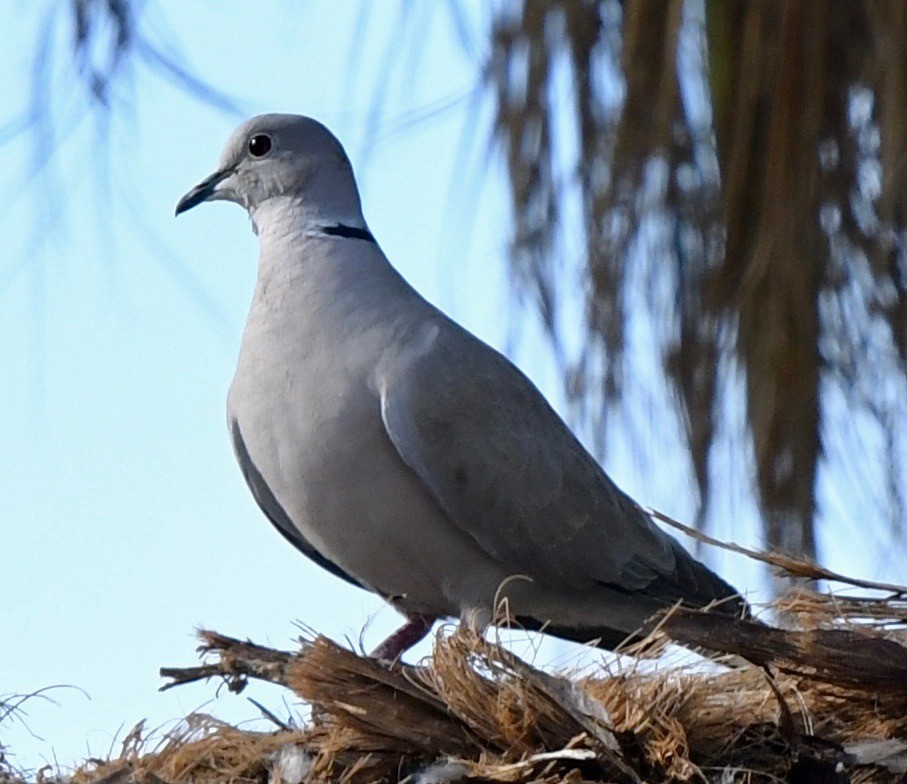 Eurasian Collared-Dove - marcel finlay