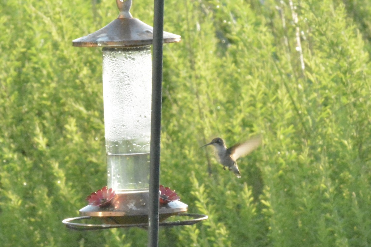Ruby-throated Hummingbird - ML599291921