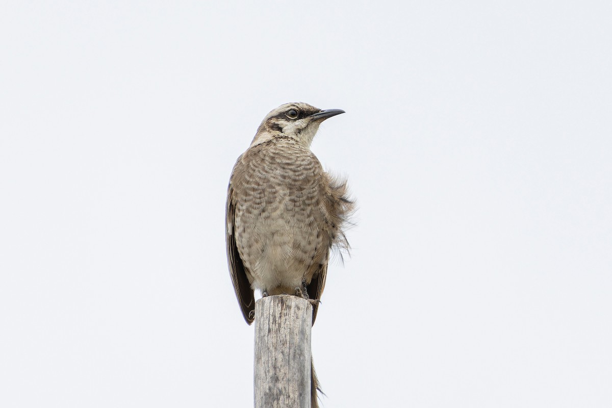 Long-tailed Mockingbird - ML599292181
