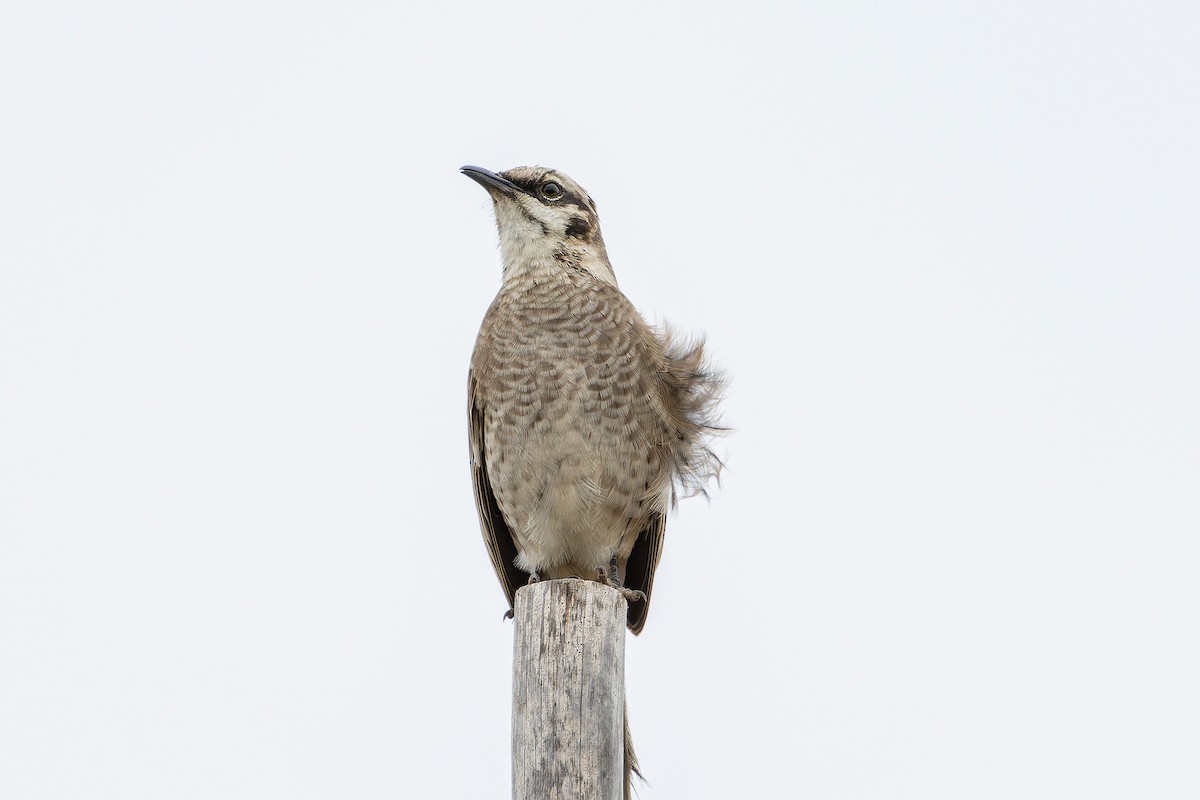 Long-tailed Mockingbird - Giancarlo Vera