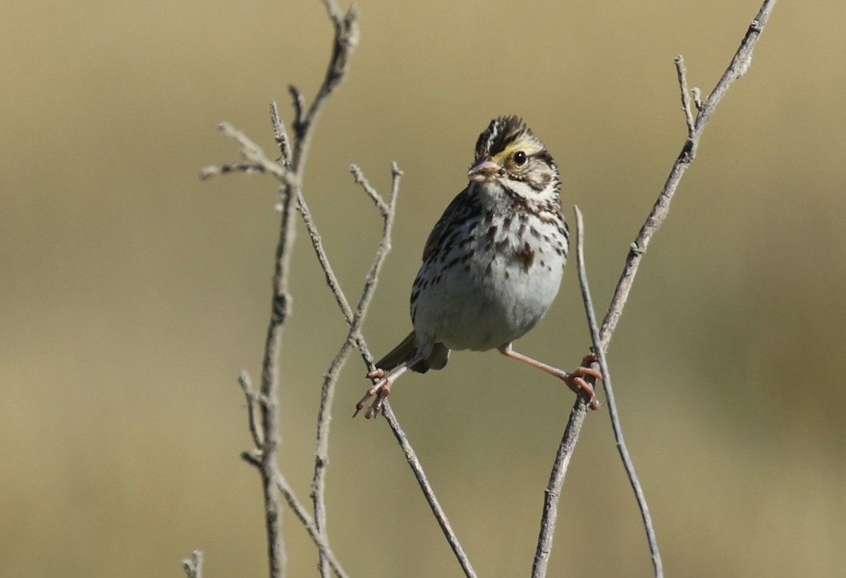 Savannah Sparrow - Brook OConnor