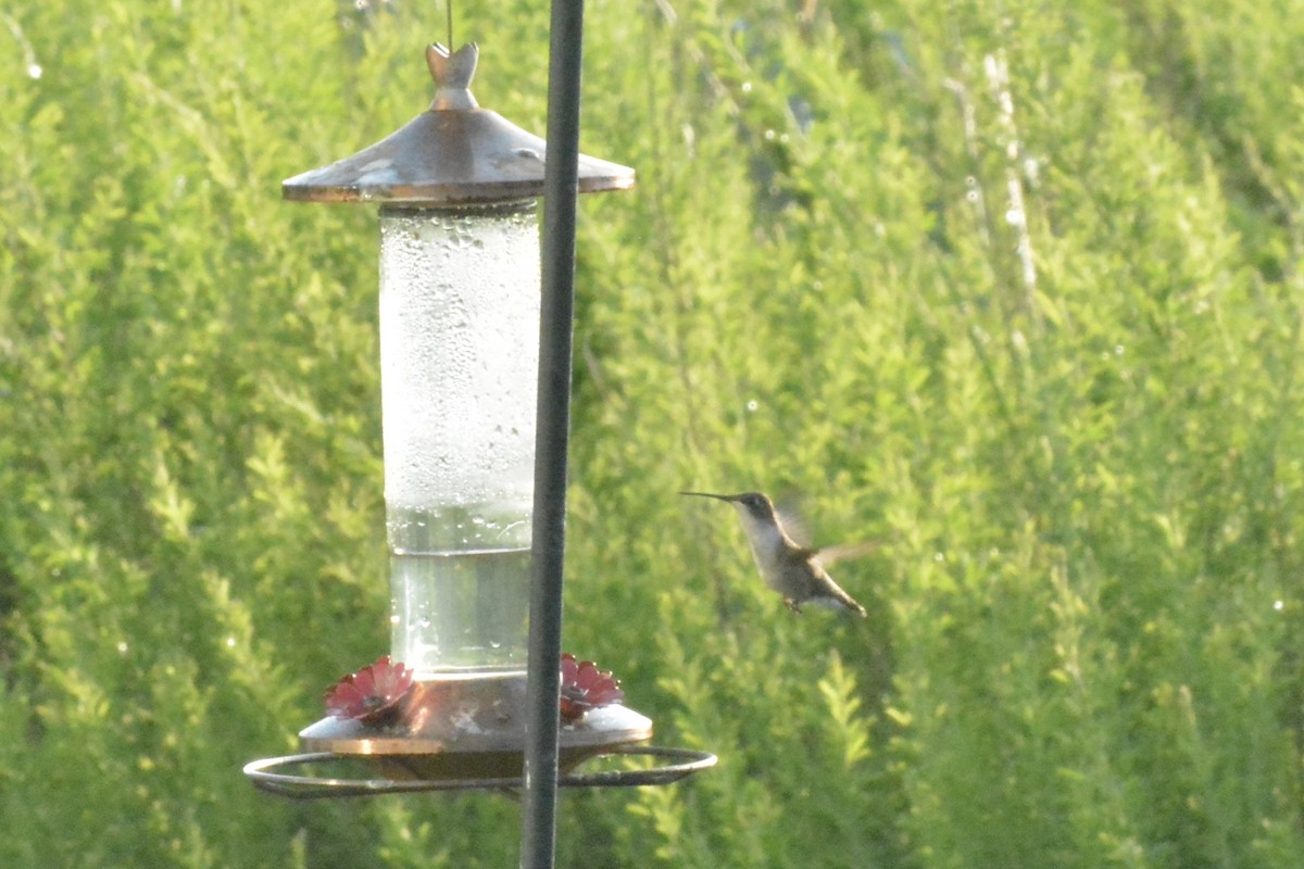 Ruby-throated Hummingbird - ML599293441