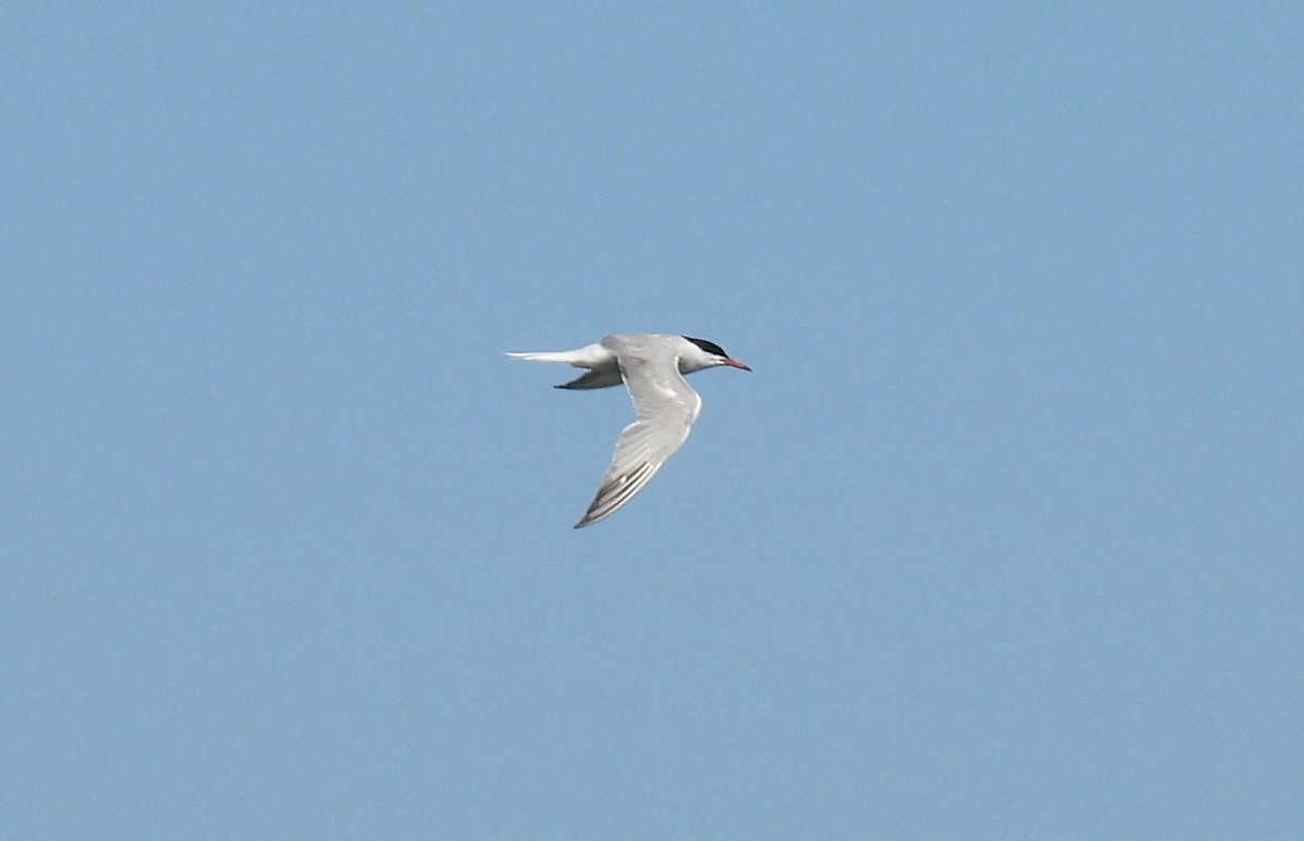 Common Tern - ML599293531