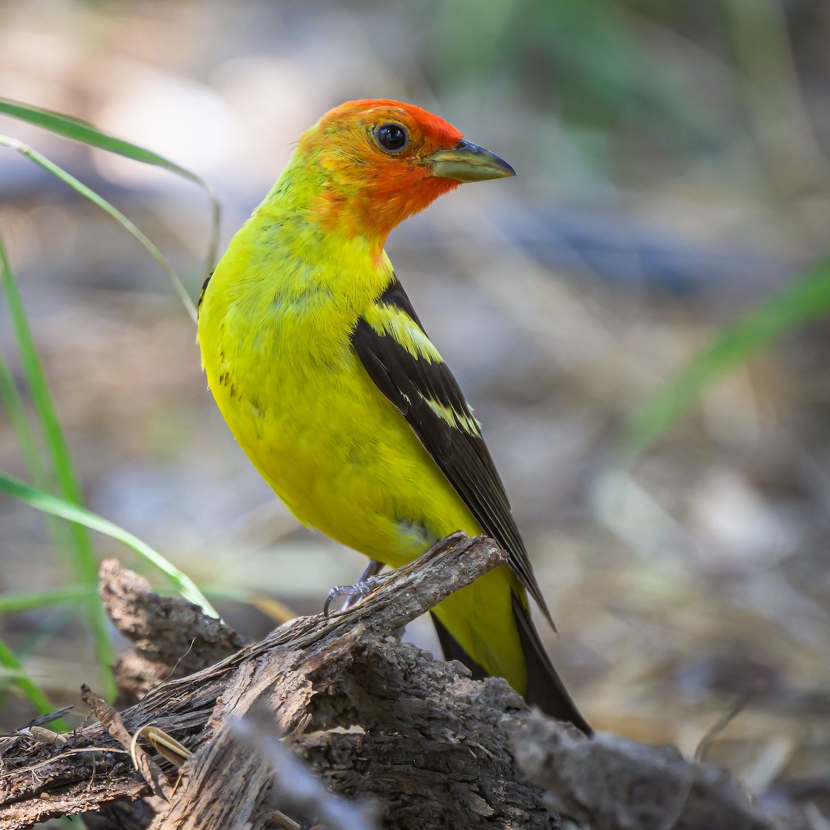 Western Tanager - ML599297991