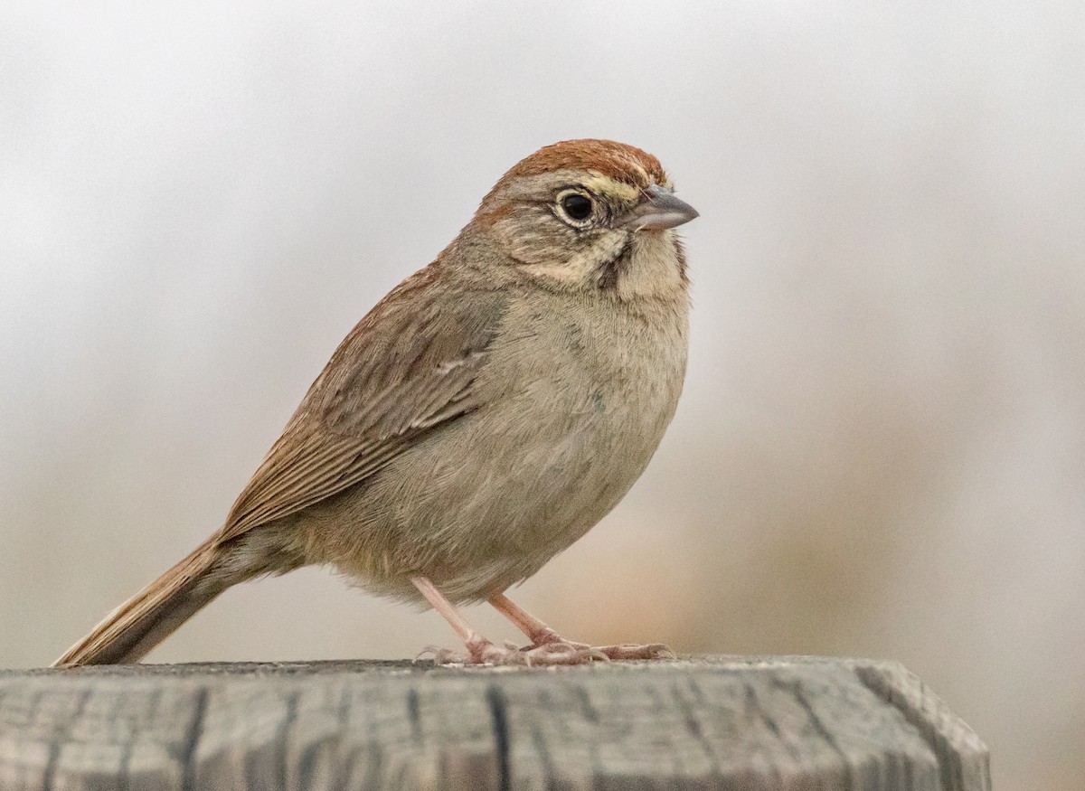 Rufous-crowned Sparrow - ML59930091