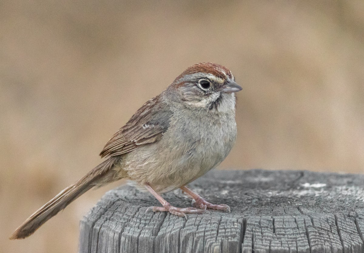 Rufous-crowned Sparrow - Chezy Yusuf