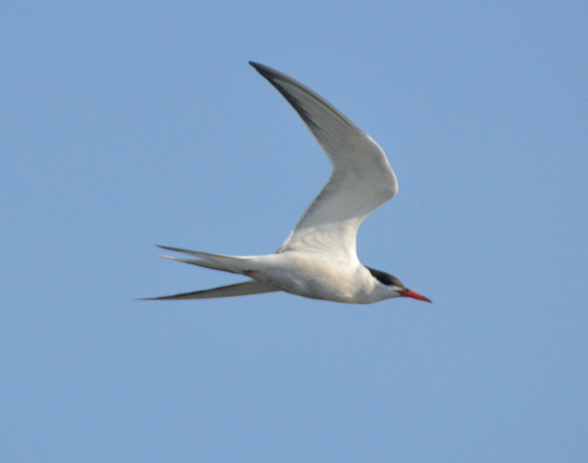 Common Tern - ML599302191