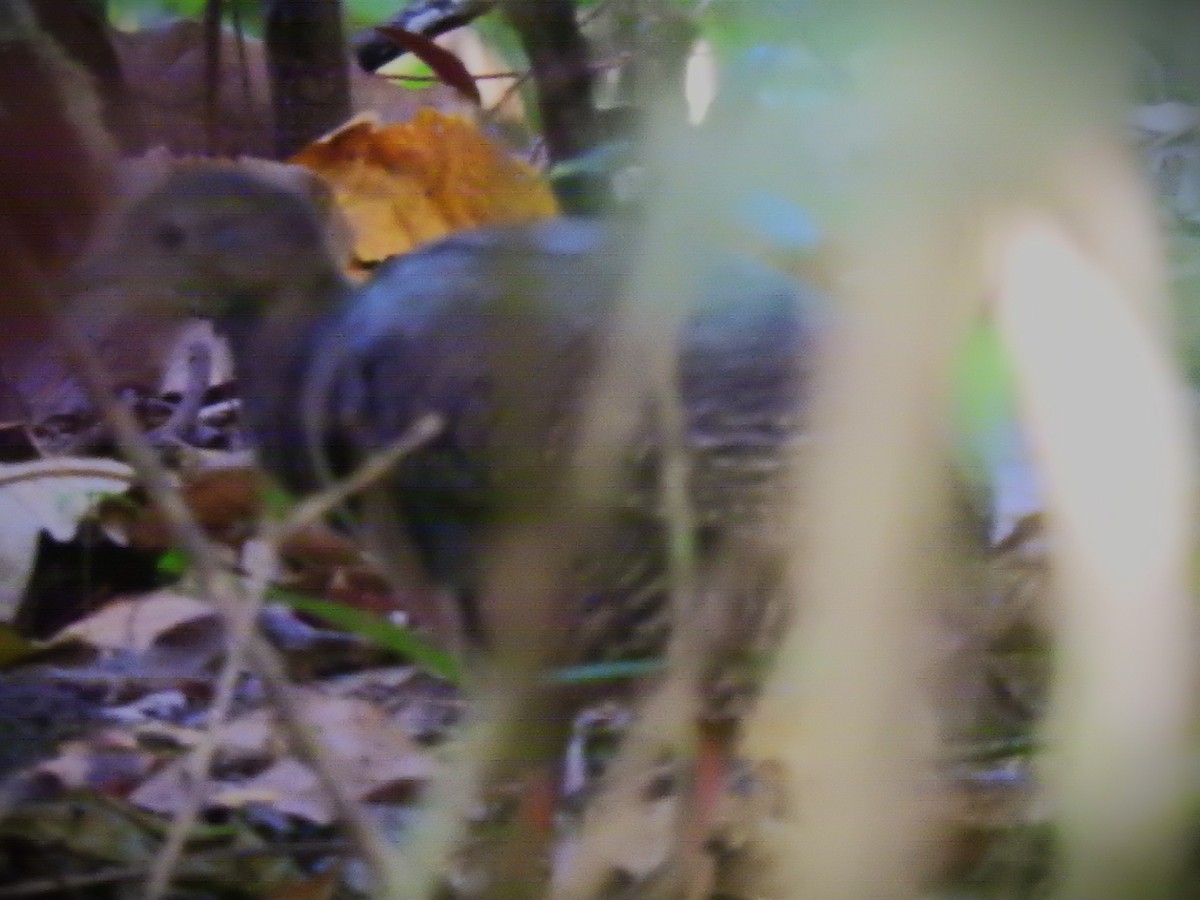 Tinamou à pieds rouges - ML599304111
