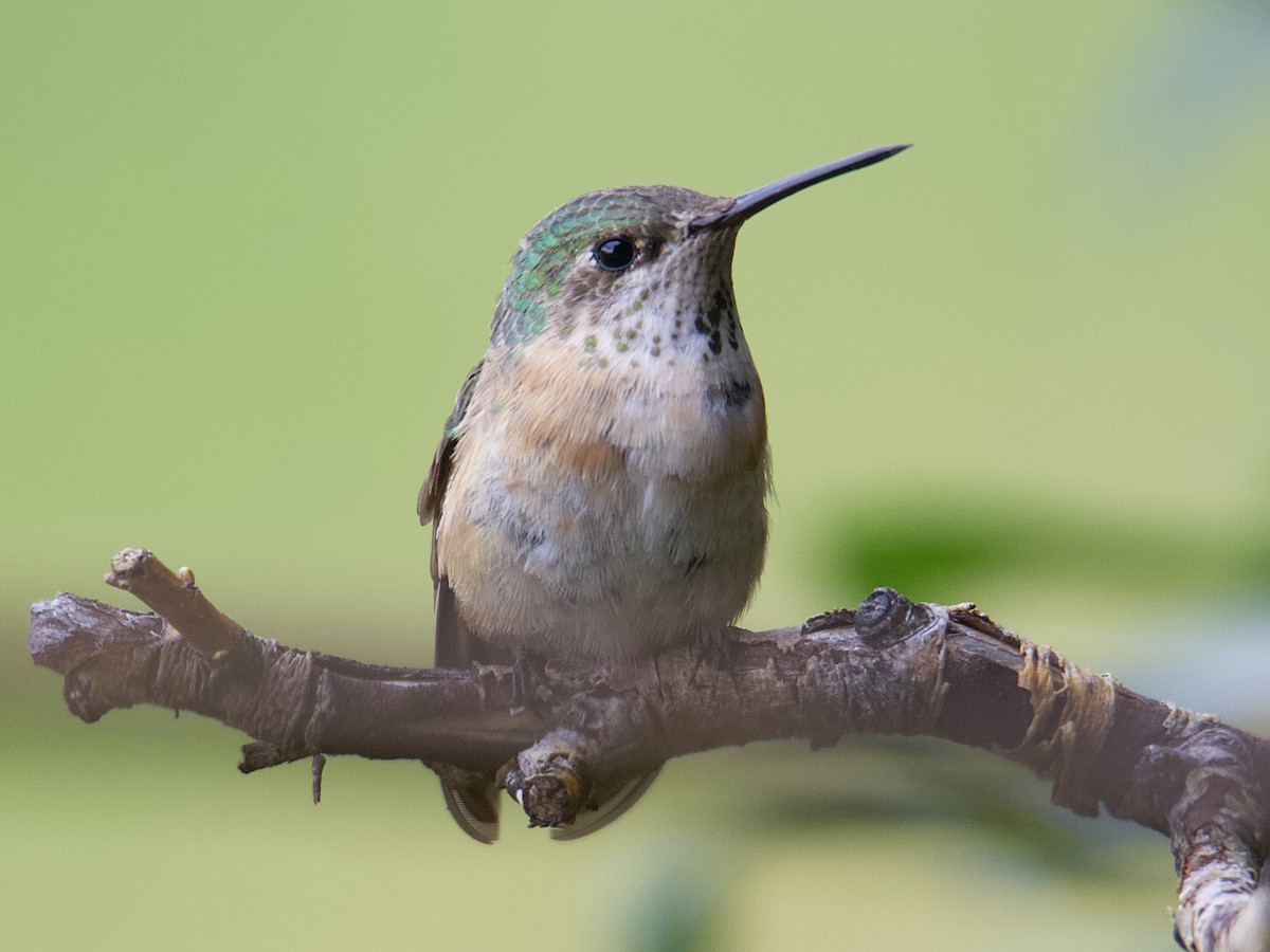 Calliope Hummingbird - ML599304841