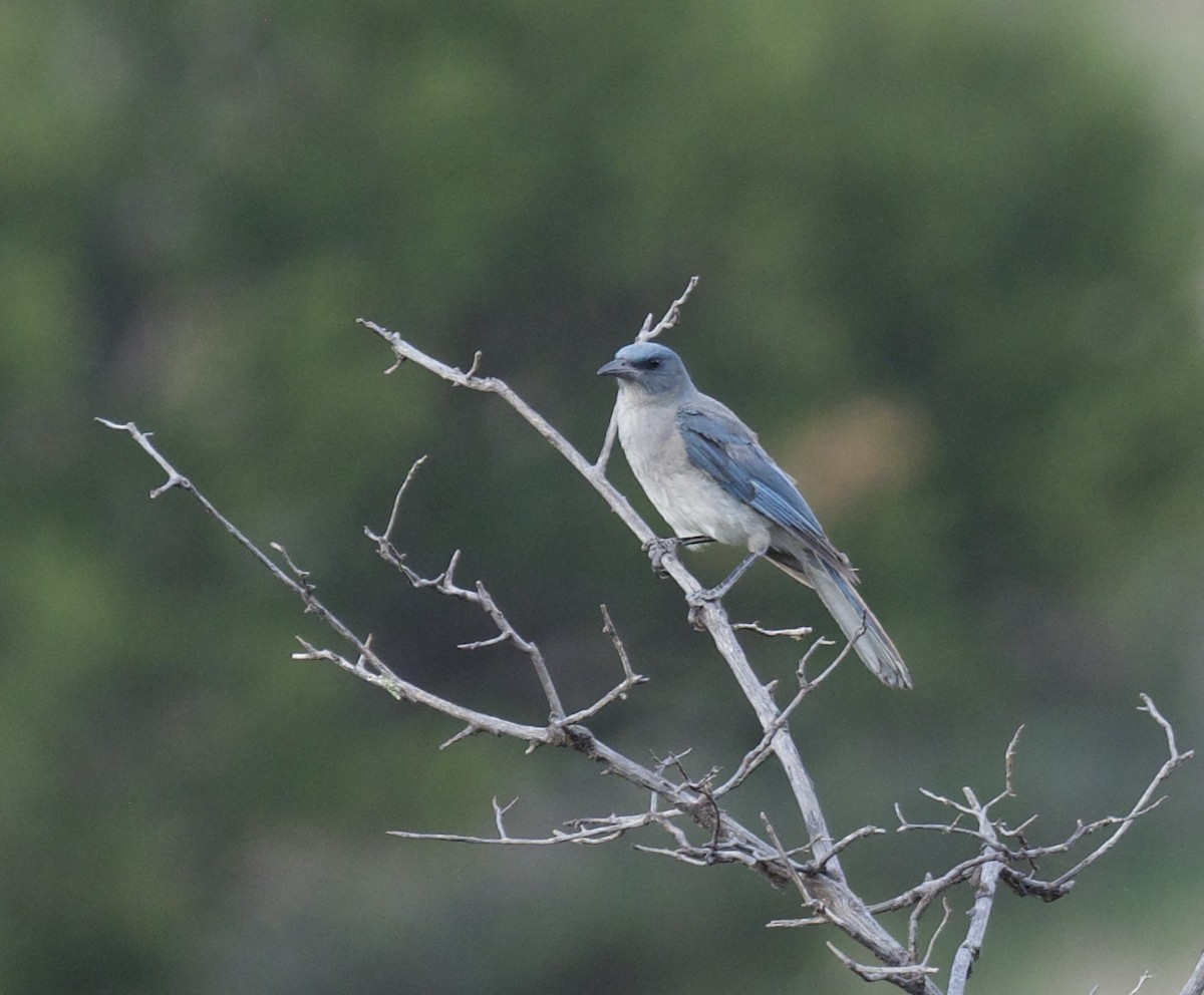 Mexican Jay - ML599307361