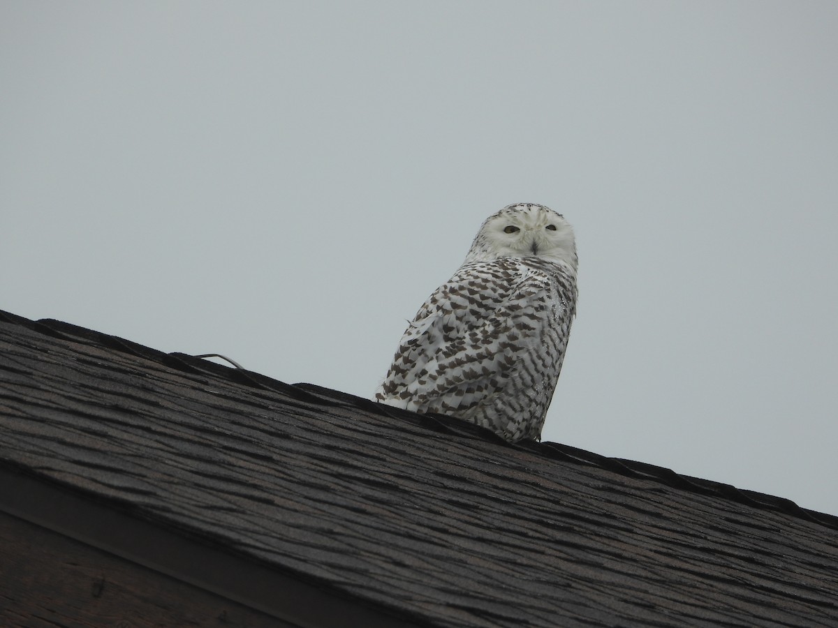 Snowy Owl - ML599307531