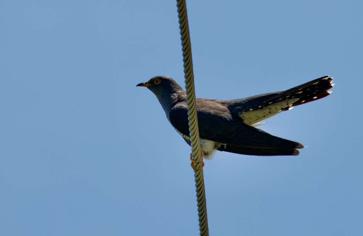 Common Cuckoo - ML599308291