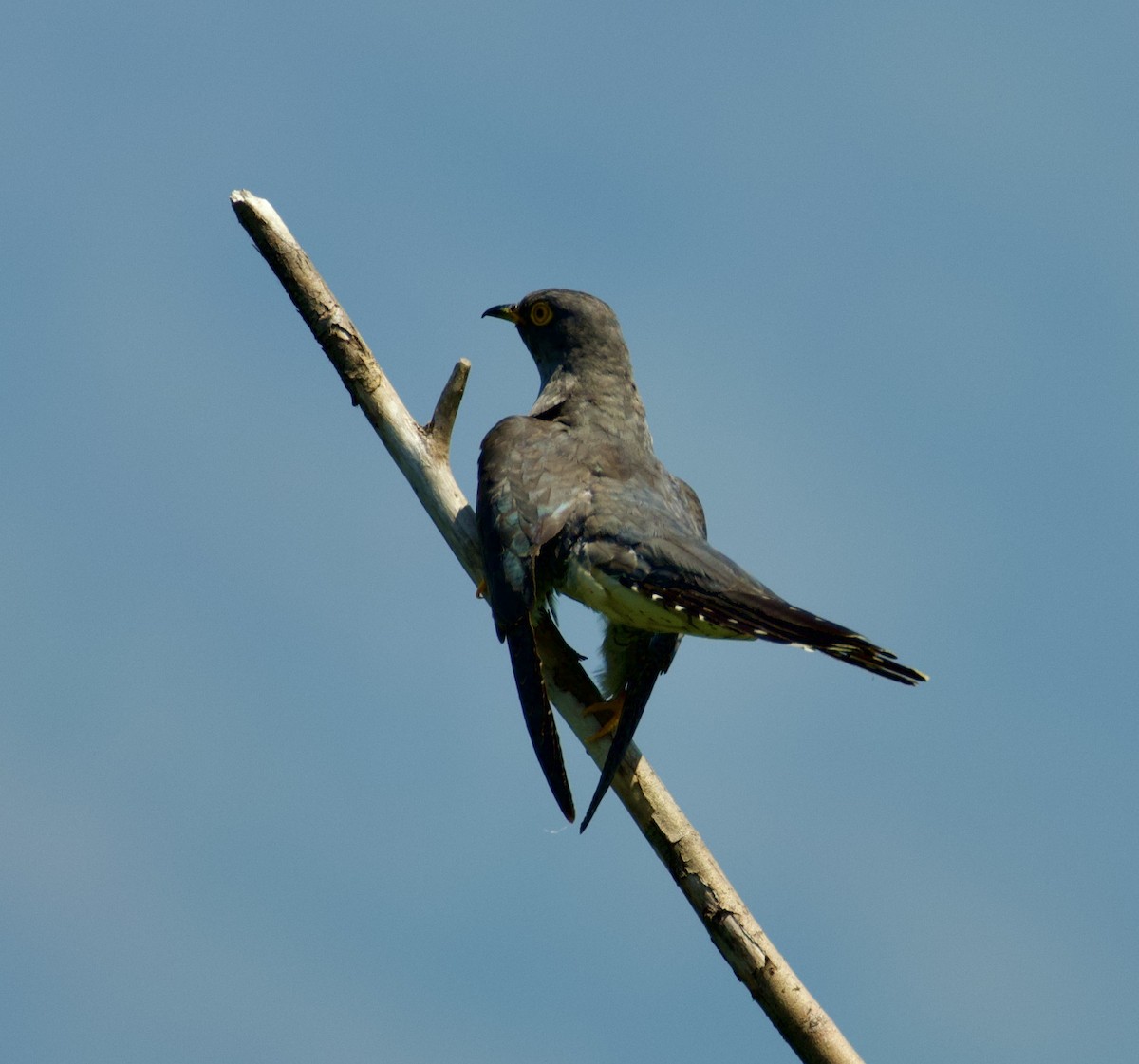 Common Cuckoo - ML599308351