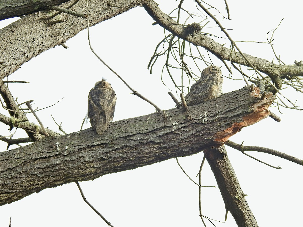 Great Horned Owl - ML599309121