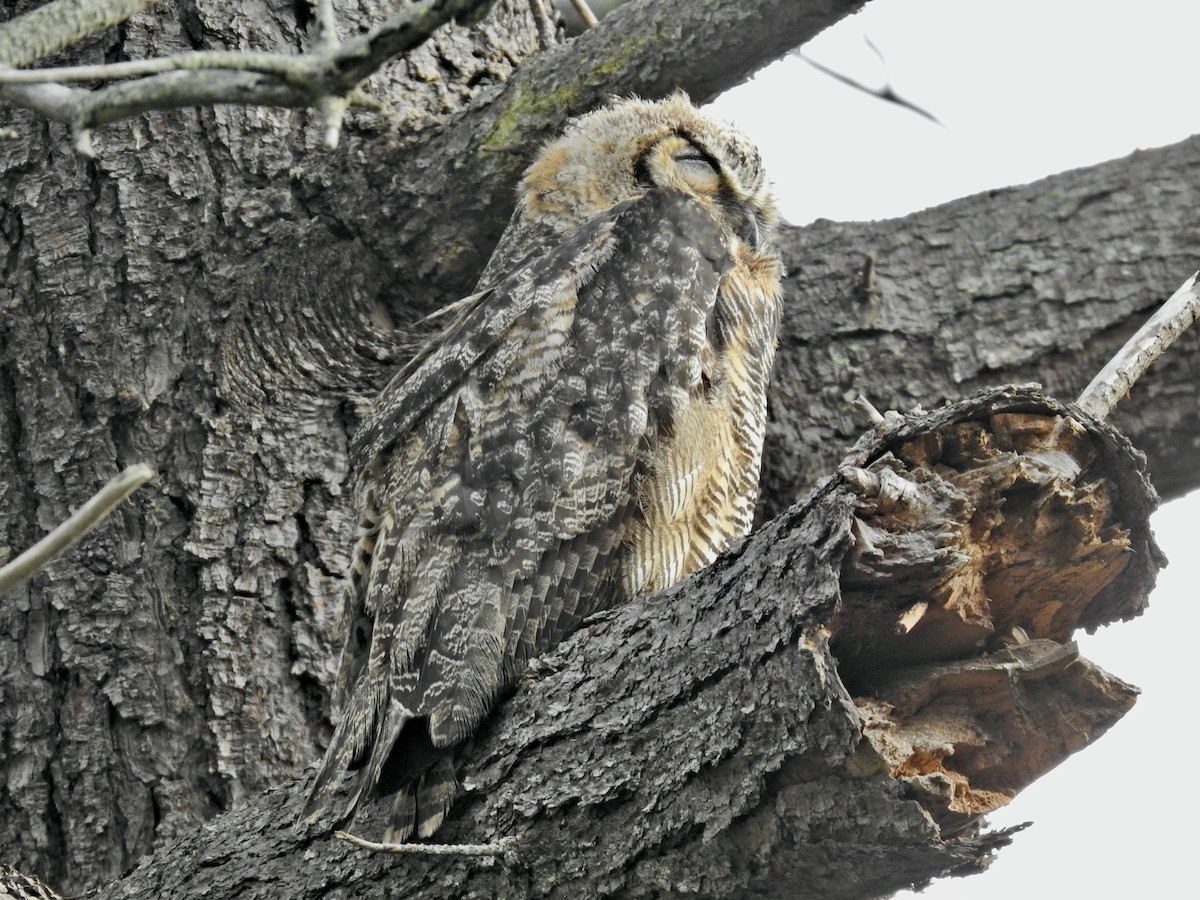 Great Horned Owl - ML599309131
