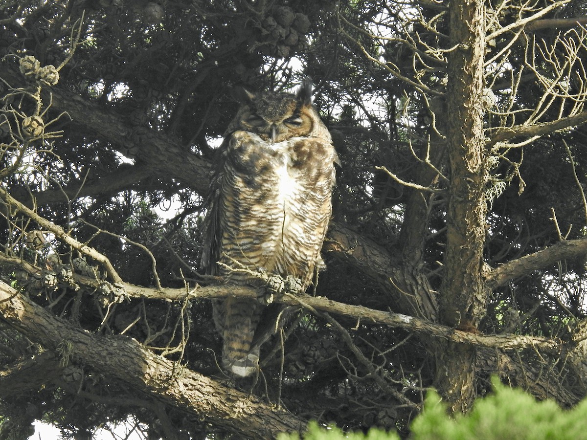Great Horned Owl - ML599309141