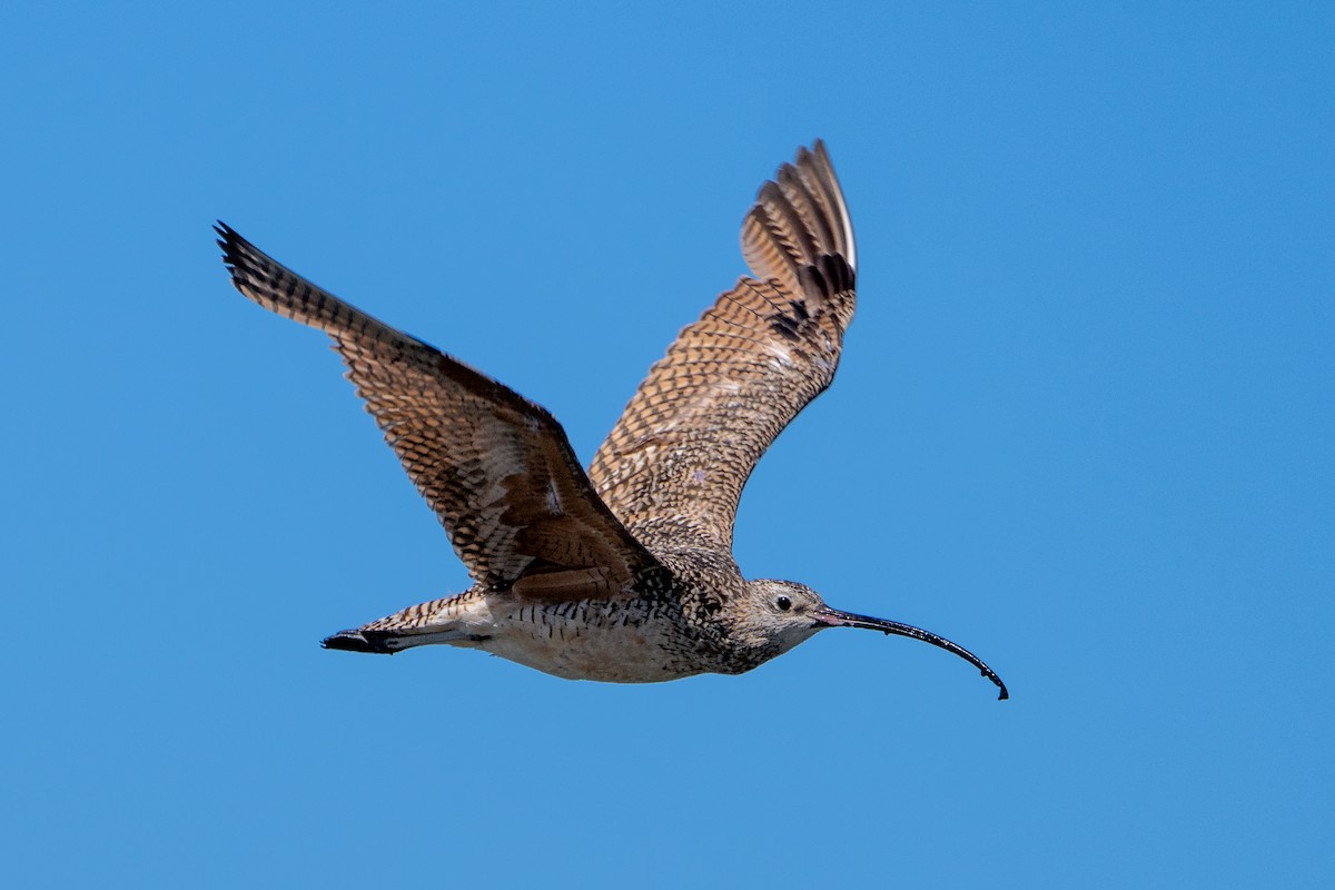 Long-billed Curlew - ML599309961