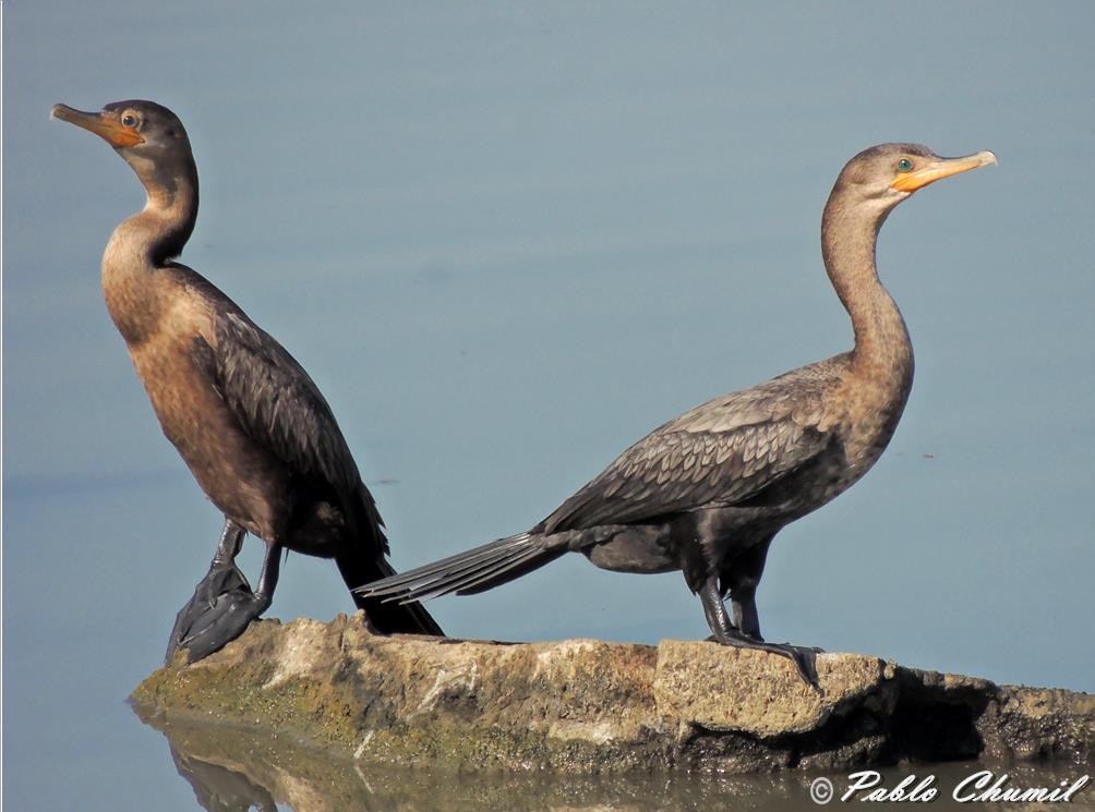 Neotropic Cormorant - Pablo Chumil Birding Guatemala