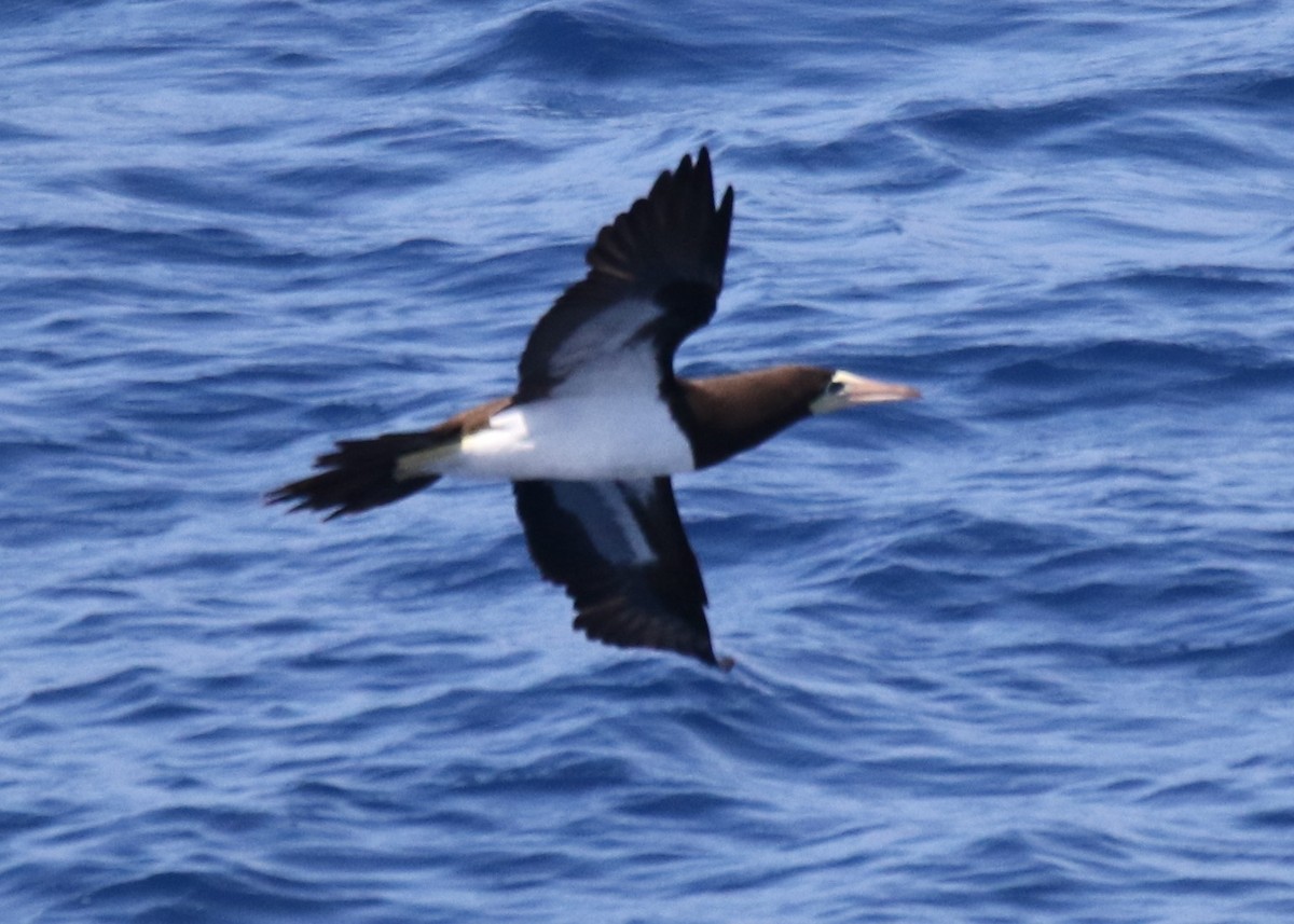 Brown Booby - ML599315661
