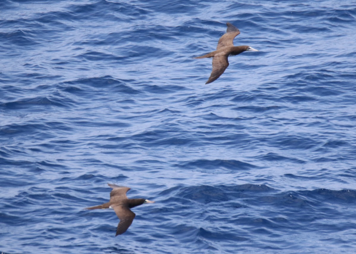 Brown Booby - ML599315731