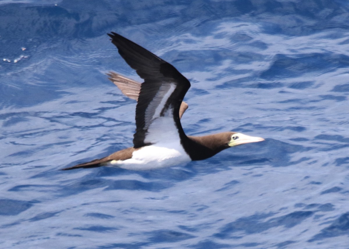 Brown Booby - ML599315741