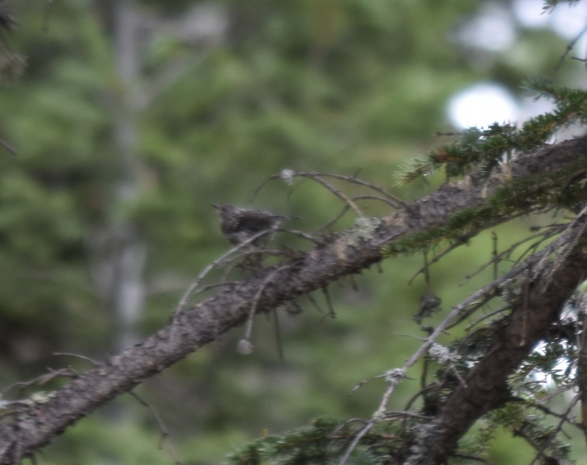Yellow-rumped Warbler (Audubon's) - ML599318341