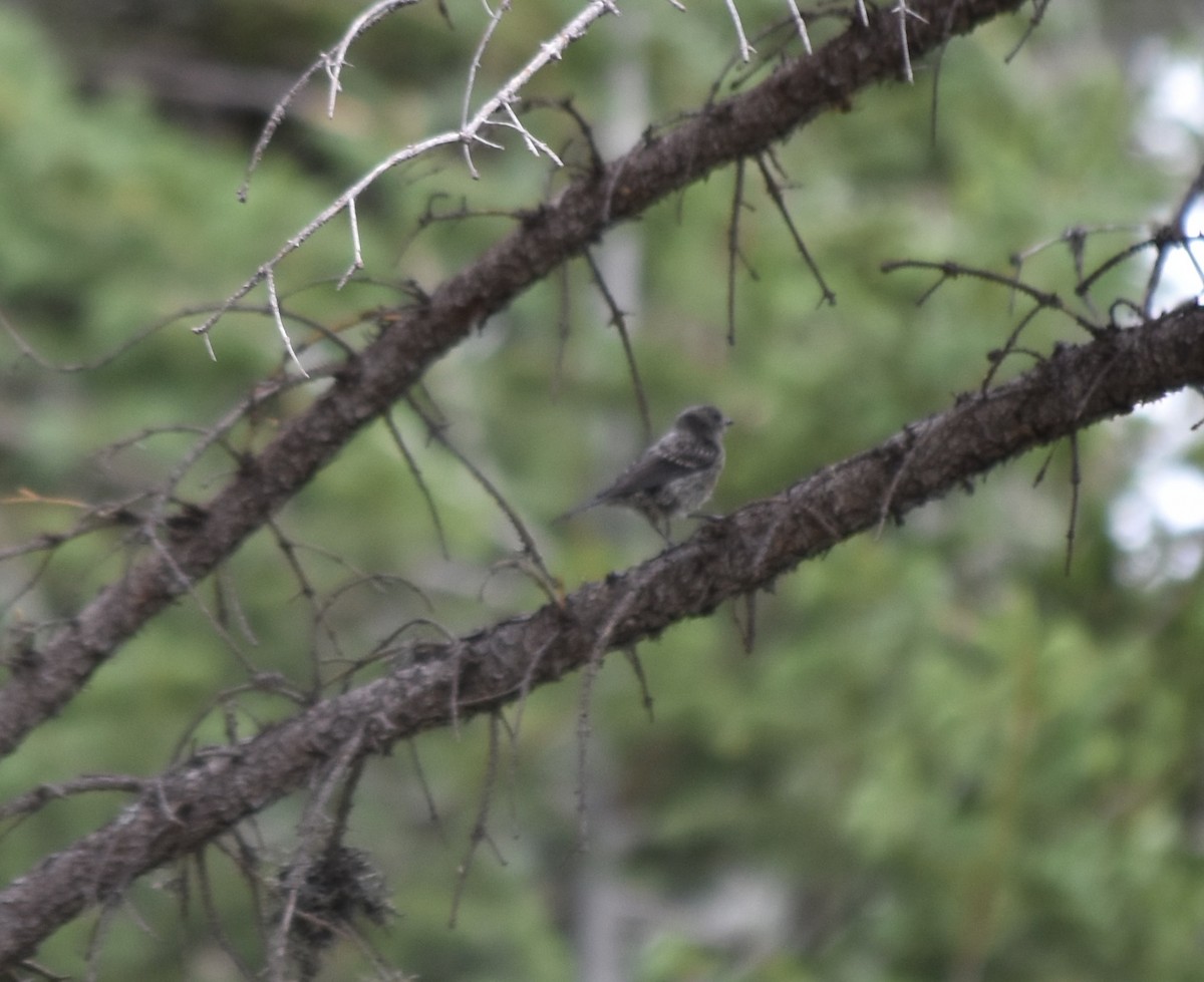 Yellow-rumped Warbler (Audubon's) - ML599318361
