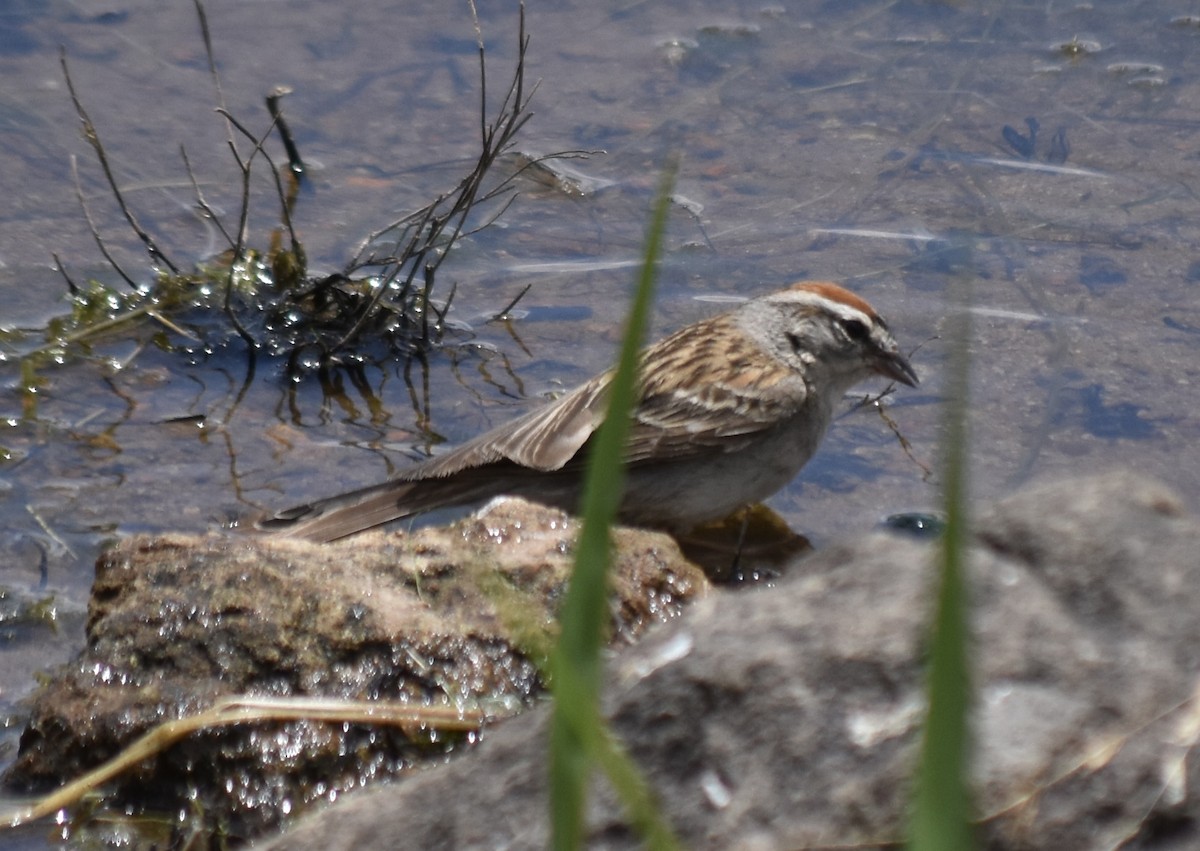 Chipping Sparrow - ML599318571
