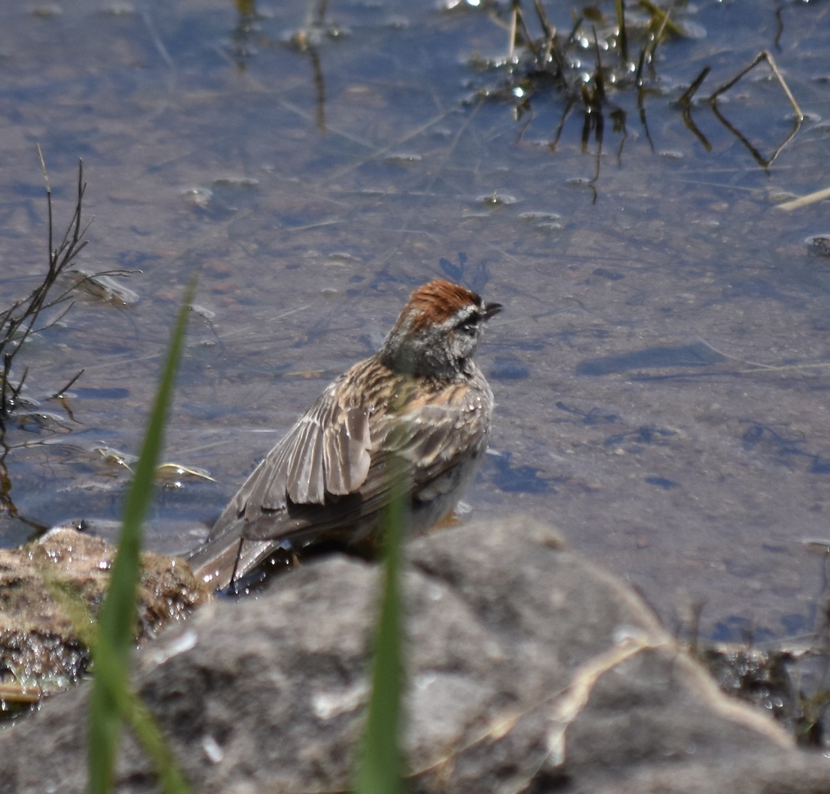 Chipping Sparrow - ML599318581