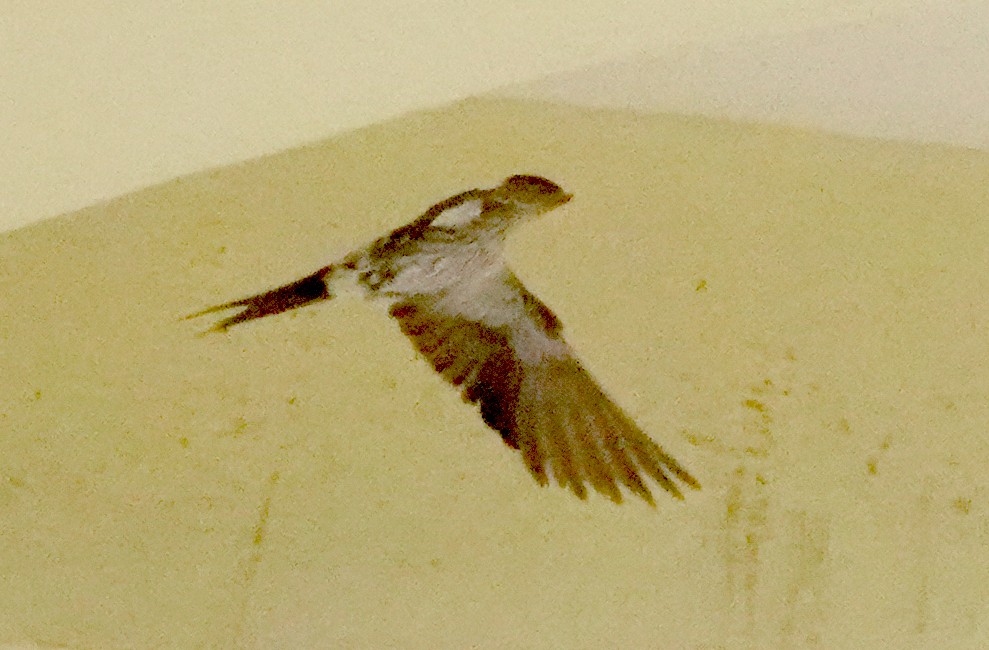 Striated Swallow - ML599324871