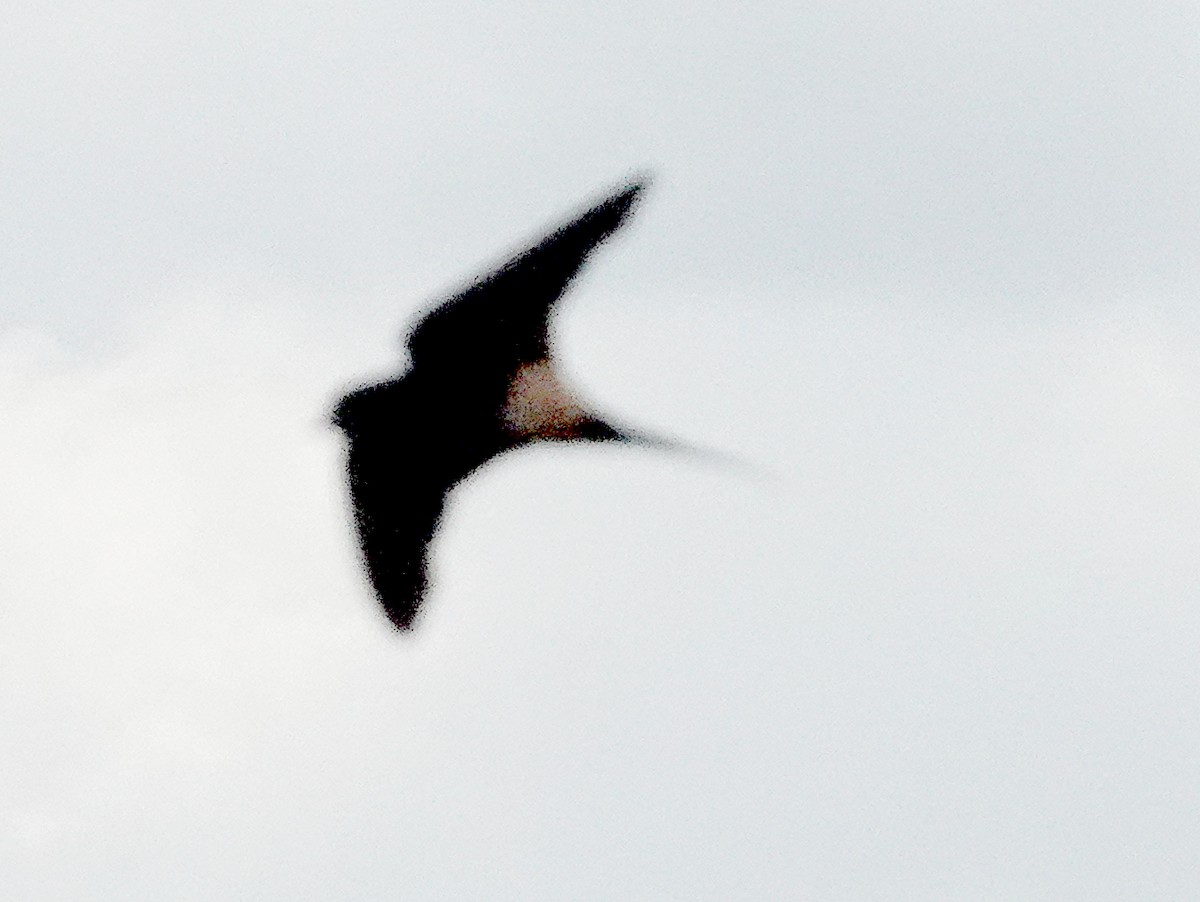 Striated Swallow - ML599324891