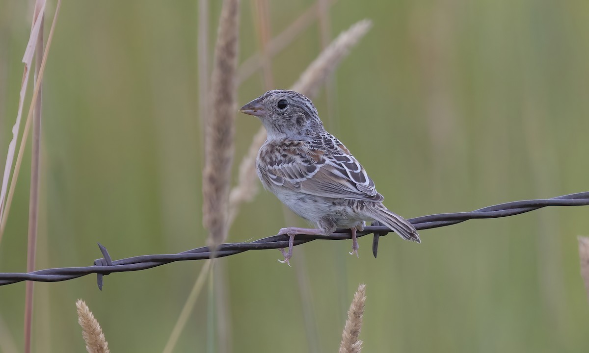Grasshopper Sparrow - ML599327081