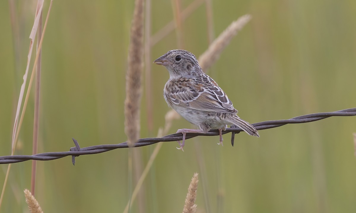 Grasshopper Sparrow - ML599327091