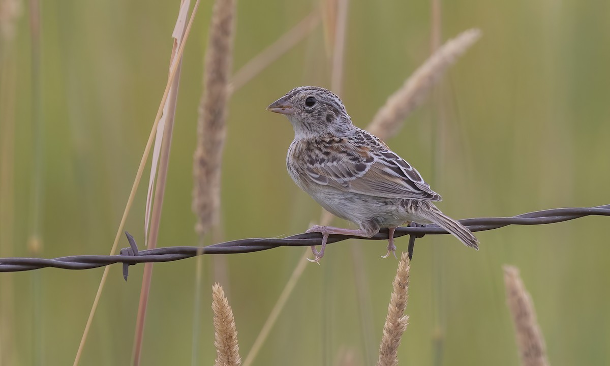 Grasshopper Sparrow - ML599327101