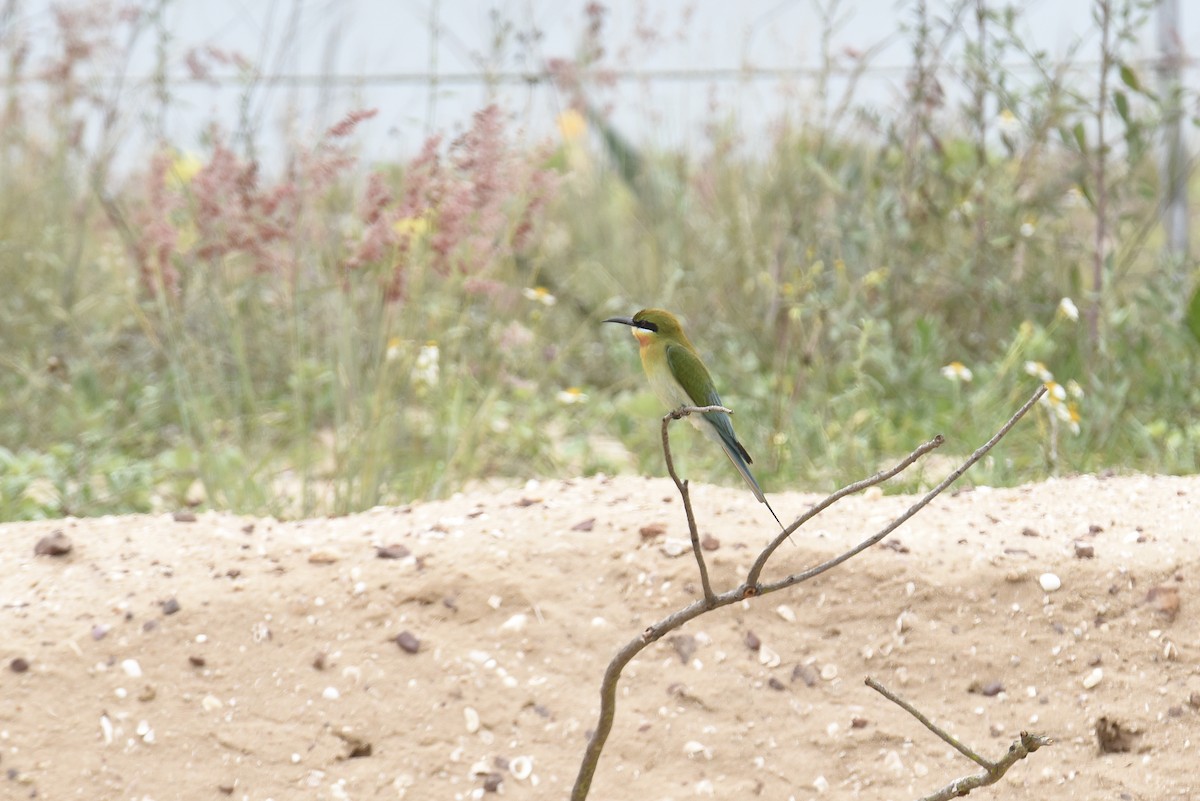 Blue-tailed Bee-eater - ML599327171