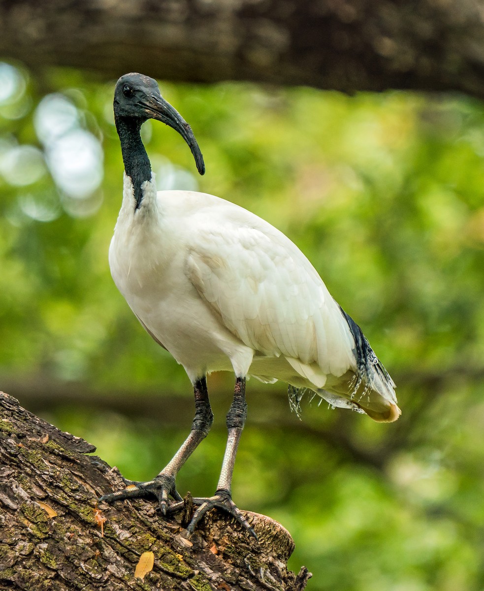 ibis australský - ML599331211