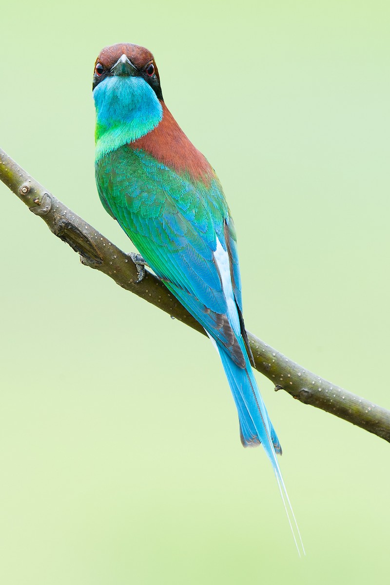 Blue-throated Bee-eater - Craig Brelsford