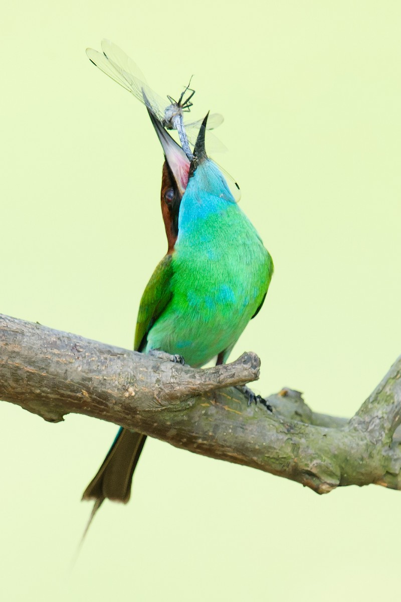 Blue-throated Bee-eater - ML59933461