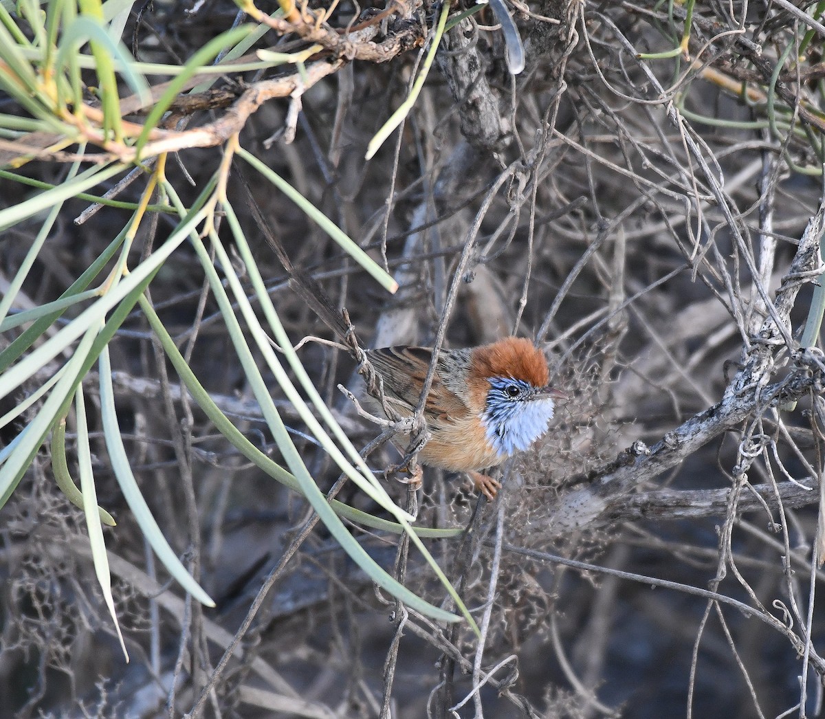 Rufous-crowned Emuwren - ML599341041