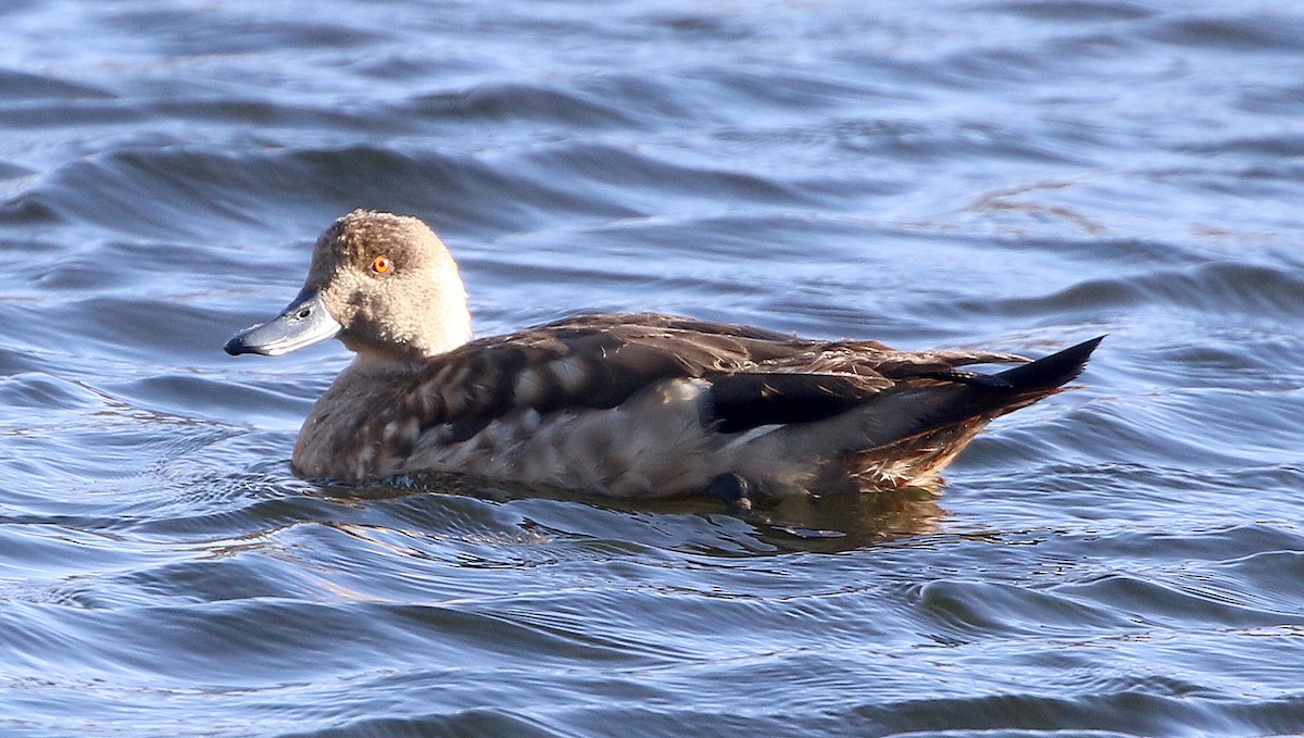 Crested Duck - ML599342611