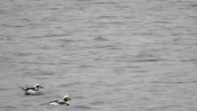 Long-tailed Duck - ML599343821