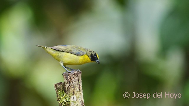 Thick-billed Euphonia (Black-tailed) - ML599346241